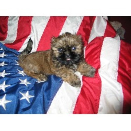 shih tzu breeders new york sonshine shih tzu shih tzu breeder in durhamville new york shih tzu breeders new york sonshine shih tzu shih tzu breeder in durhamville new york