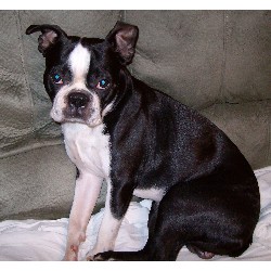 Boston Terrier Stud in Liverpool, New York