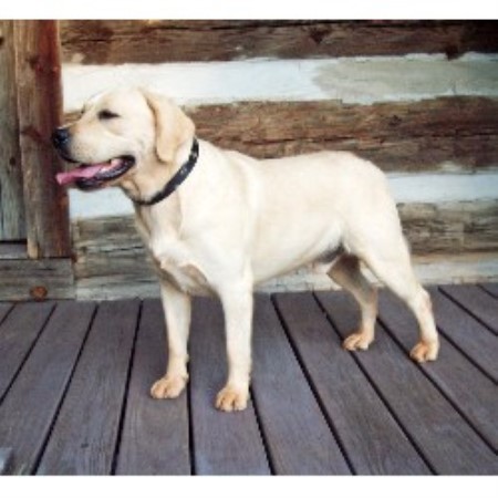 Labrador Retriever Breeder in Rural Hall, North Carolina