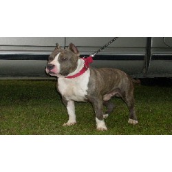 American Pit Bull Terrier Breeder in Saint Martinville, Louisiana
