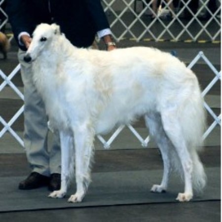 Borzoi breeder in Midwest City Oklahoma