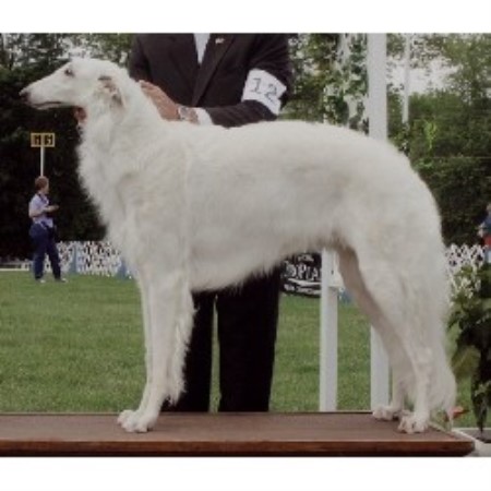 Borzoi Breeder in Midwest City, Oklahoma