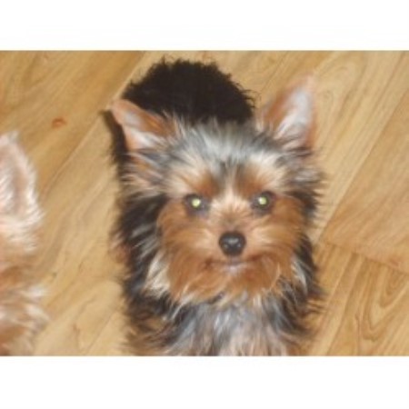 Yorkie in Tennessee