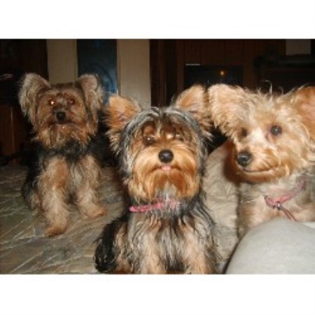 yorkie breeders in tn royal legend s yorkies terrier breeder in murfreesboro tennessee listing yorkie breeders in tn royal legend s yorkies terrier breeder in murfreesboro tennessee listing