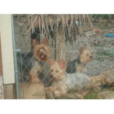 Yorkshire Terrier breeder in Sparta Tennessee