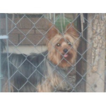 yorkie rescue tn terrier yorkie breeders in tennessee freedoglistings yorkie rescue tn terrier yorkie breeders in tennessee freedoglistings