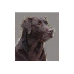 Labrador Retriever Stud in York, Pennsylvania