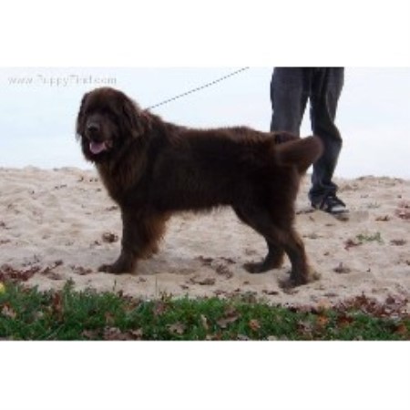newfoundland puppies michigan dyer lake akers farm newfoundland breeder in falmouth michigan newfoundland puppies michigan dyer lake akers farm newfoundland breeder in falmouth michigan