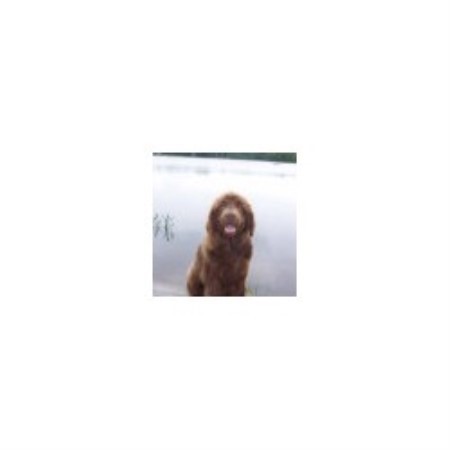 newfoundland puppies michigan dyer lake akers farm newfoundland breeder in falmouth michigan newfoundland puppies michigan dyer lake akers farm newfoundland breeder in falmouth michigan