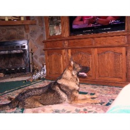 German Shepherd Dog breeder in Talladega Alabama