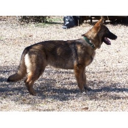 GSD,Alsatian in Alabama