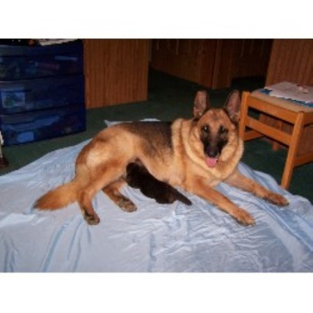 GSD,Alsatian breeder in Alabama picture 2