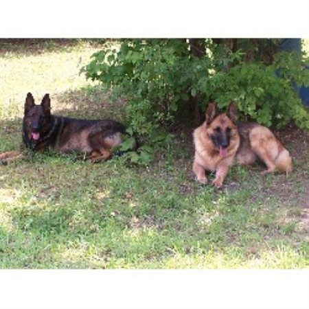 german shepherd puppies alabama vom kieferwald german shepherd breeder in talladega alabama listing id 13605 german shepherd puppies alabama vom kieferwald german shepherd breeder in talladega alabama listing id 13605