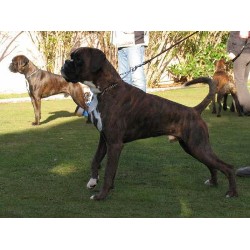 Boxer Stud in La Grande, Oregon