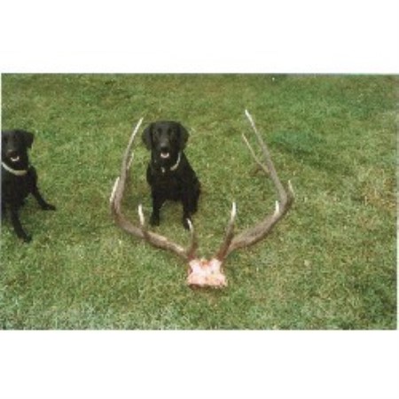 Labrador Retriever Breeder in Edgar, Montana