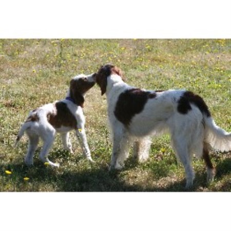 Irish Red And White Setter Breeder in Wapato, Washington