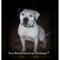 American Bulldog in Missouri