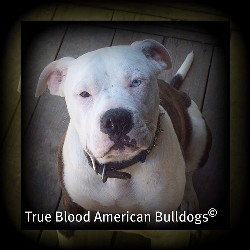 American Bulldog Breeder in Milan, Missouri