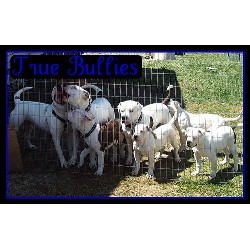 American Bulldog in Missouri picture 2