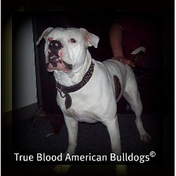 American Bulldog breeder in Missouri picture 2