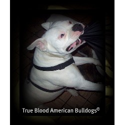 American Bulldog breeder in Milan Missouri