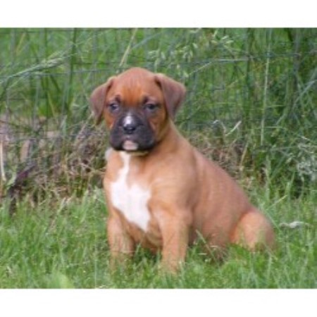 boxer puppies wisconsin boxer breeders in wisconsin freedoglistings boxer puppies wisconsin boxer breeders in wisconsin freedoglistings