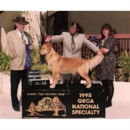 Golden Retriever Breeder in Dallas, Texas