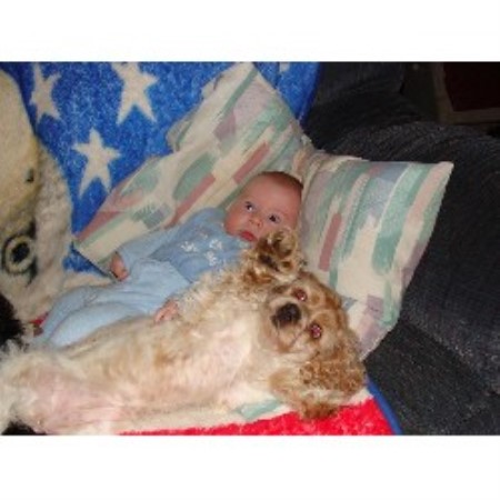 American Cocker Spaniel breeder in Illinois picture 2