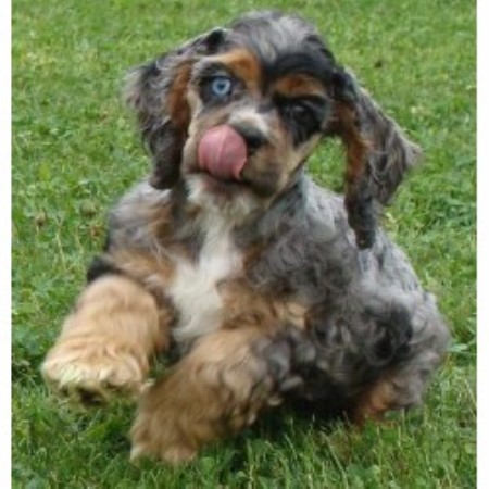 illinois cocker breeder spaniel american treasures teekay dog