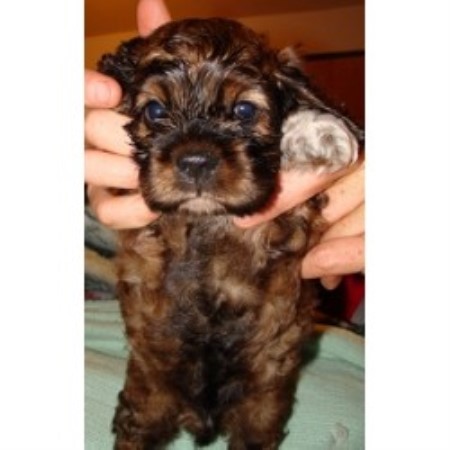 best 28 free puppies in springfield il labradoodle best 28 free puppies in springfield il labradoodle