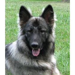 Shiloh Shepherd Breeder in Maryville, Tennessee