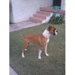 Boxer Stud in Los Angeles, California