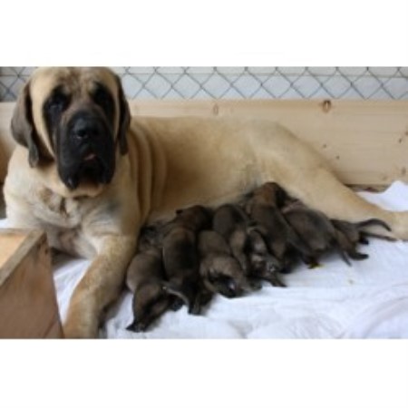 Mastiff in Virginia
