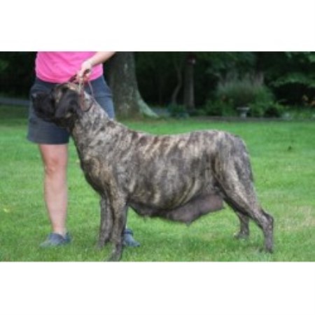 Mastiff breeder in Virginia picture 2