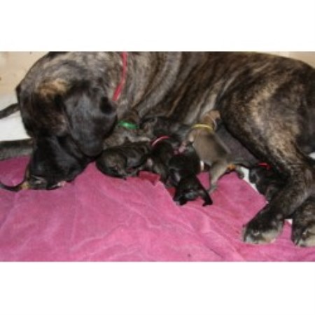 Mastiff in Virginia picture 2
