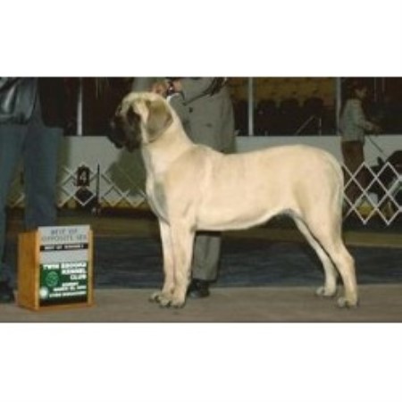 Mastiff breeder in Winchester, Va Virginia