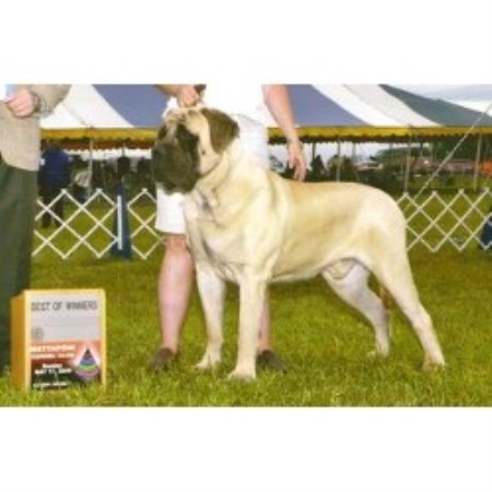 Mastiff Breeder in Winchester, Va, Virginia