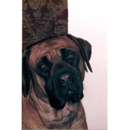 Mastiff breeder in Indiana picture 2