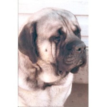 Mastiff breeder in West Harrison Indiana