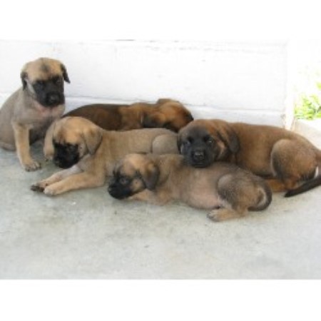 Mastiff Breeder in West Harrison, Indiana