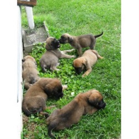 Mastiff in Indiana picture 2