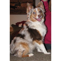 Miniature Australian Shepherd Breeder in Rockbridge Baths, Virginia