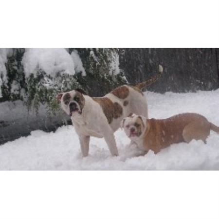 American Bulldog Breeder in Cedar Hill, Texas