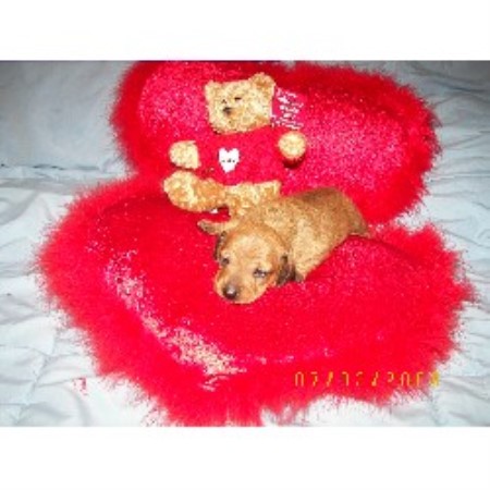 Doxie breeder in Pennsylvania picture 2