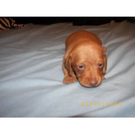 Doxie in Pennsylvania picture 2