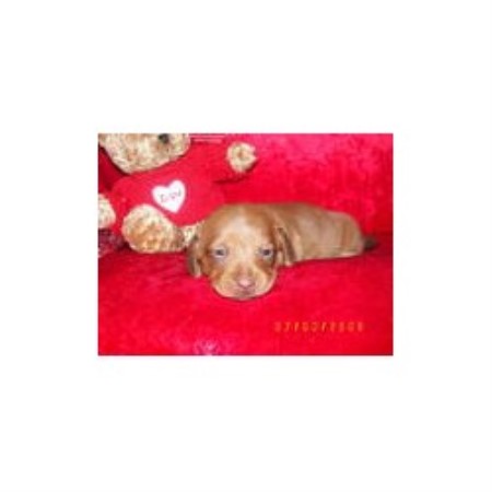 Dachshund breeder in Dubois Pennsylvania