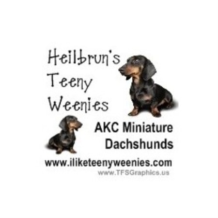 Dachshund Breeder in Dubois, Pennsylvania