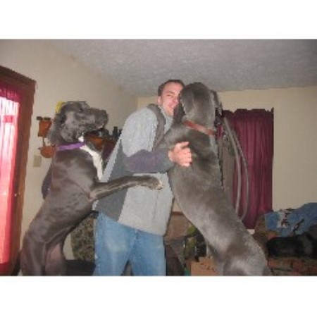 Great Dane Breeder in Chesapeake, Virginia