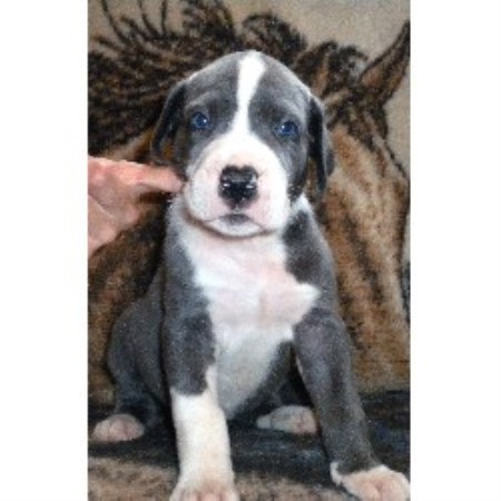 Great Dane breeder in Virginia picture 2