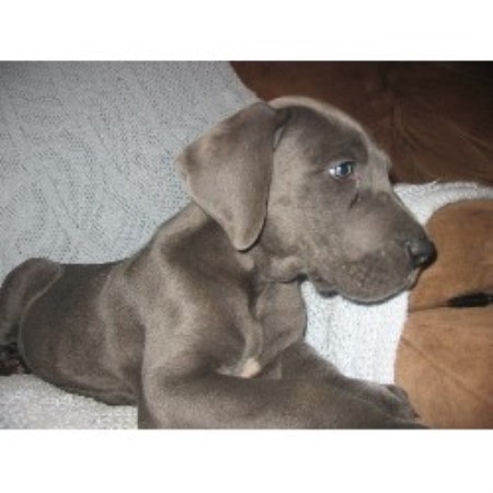 Great Dane breeder in Chesapeake Virginia